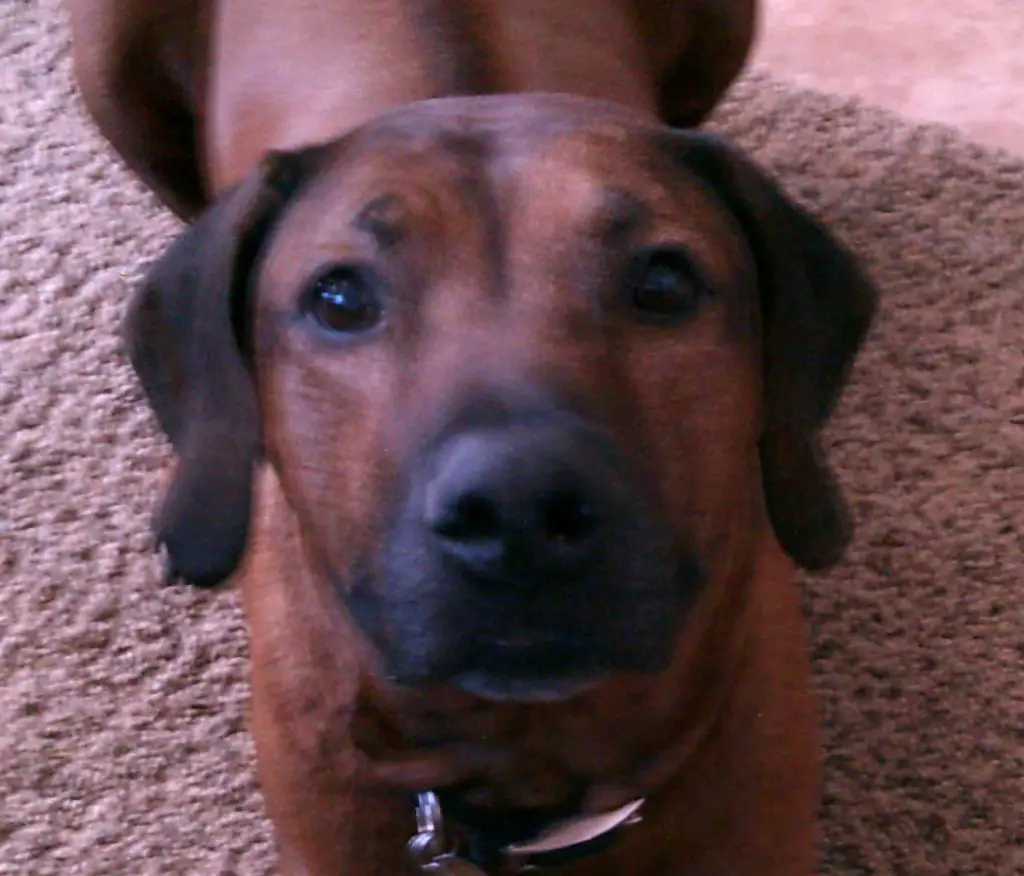 100 Words On Why My Dog Is Worth Every Penny I've Spent On Him